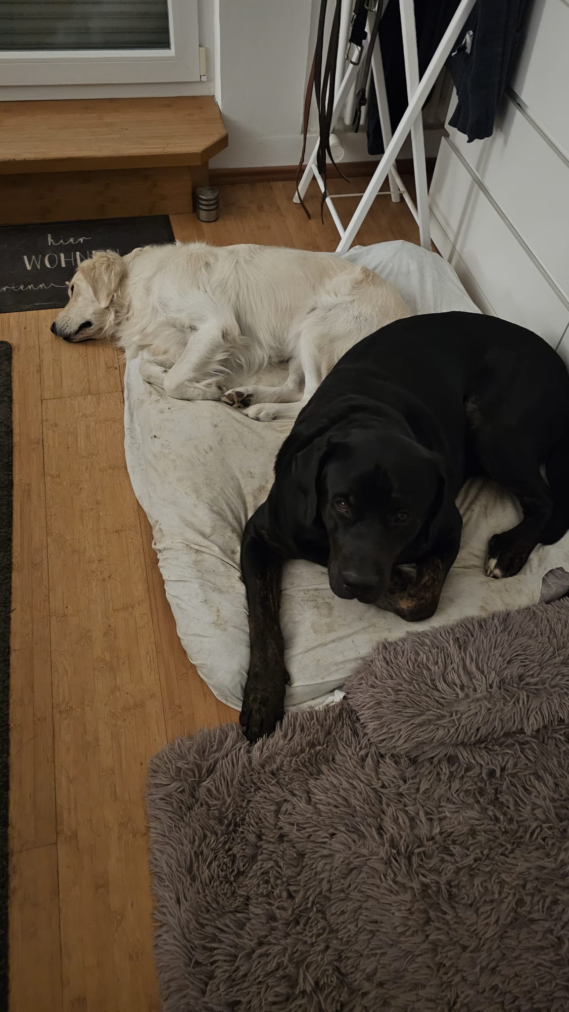 Warum Hygiene bei Hunden ein wichtiges Thema ist und wir Menschen auch davon profitieren