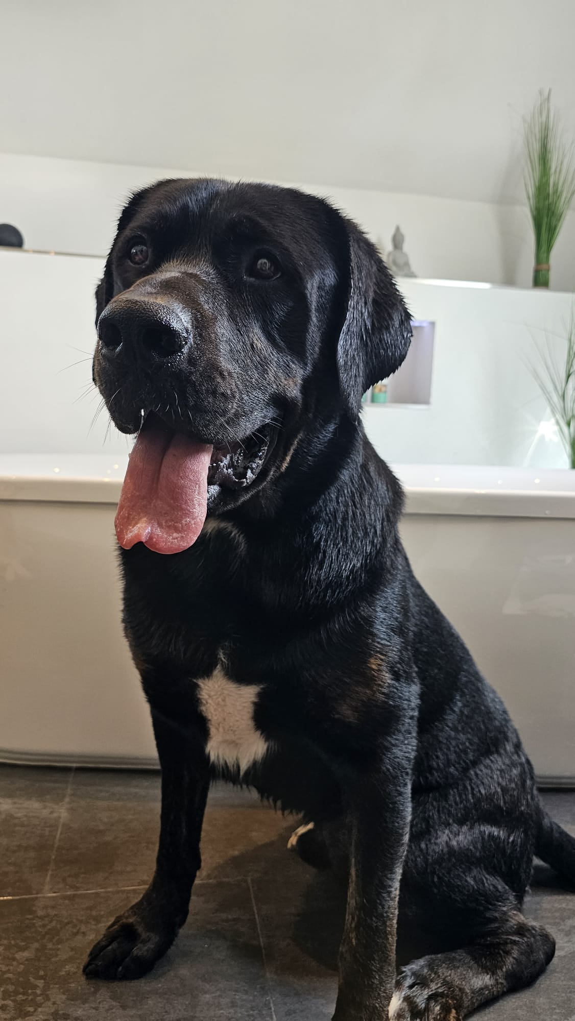 Hundeshampoo Fellsauber