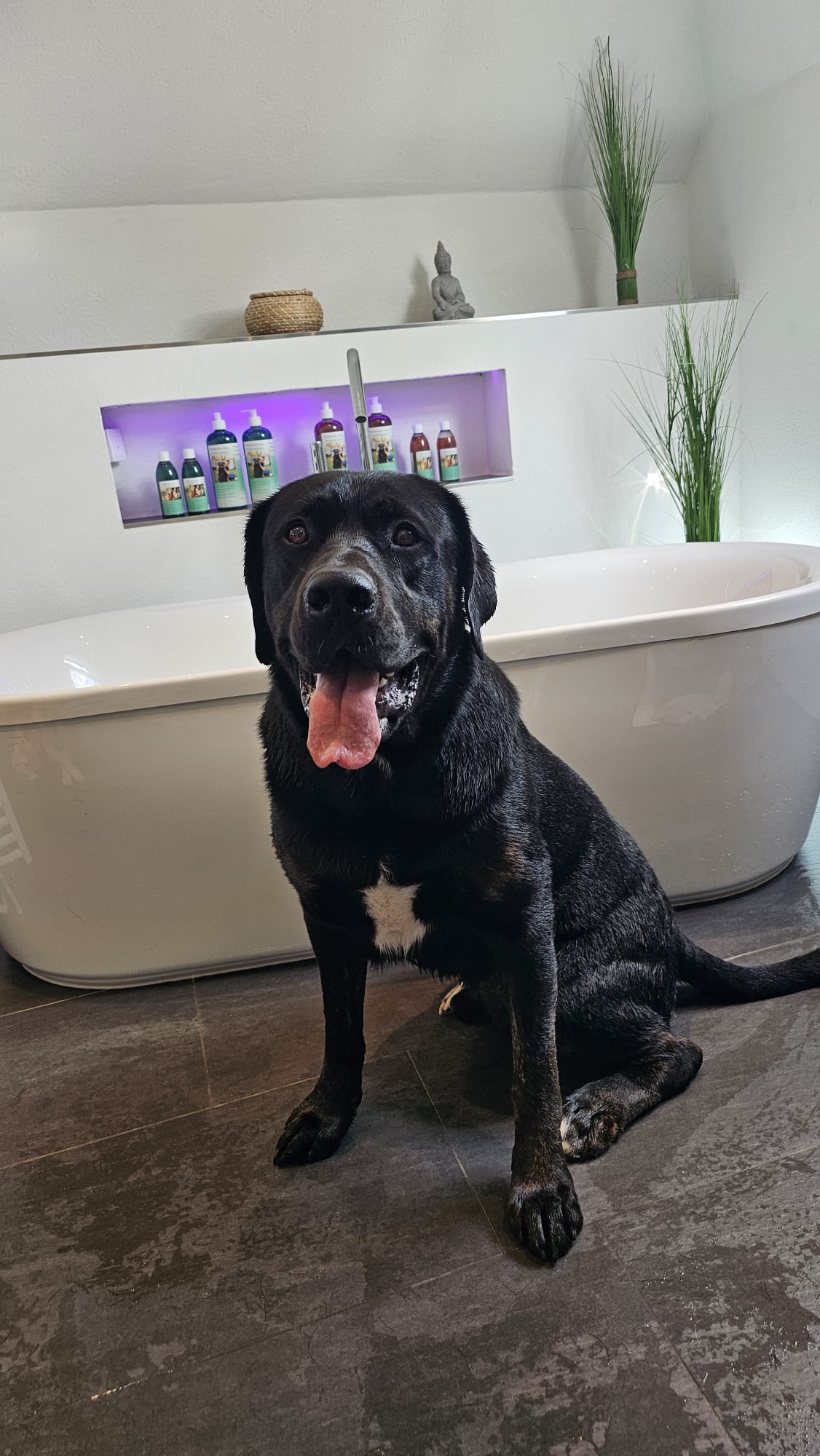 Hundeshampoo Fellsauber